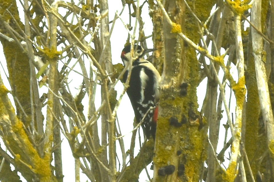 Pic épeiche - ML642869255