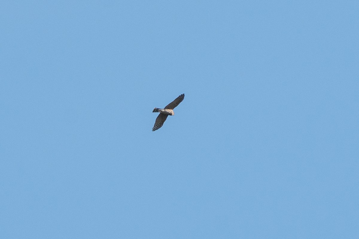 Sharp-shinned Hawk - ML642869256