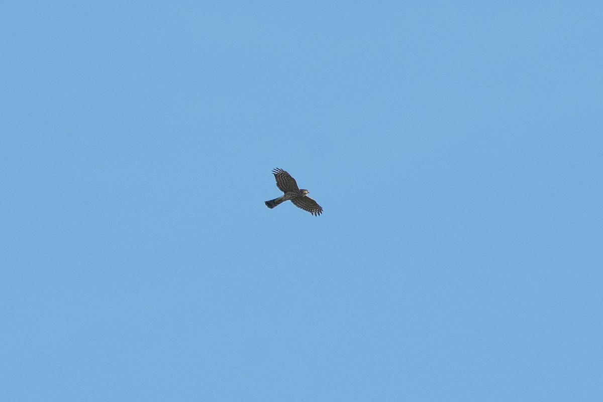 Sharp-shinned Hawk - ML642869257