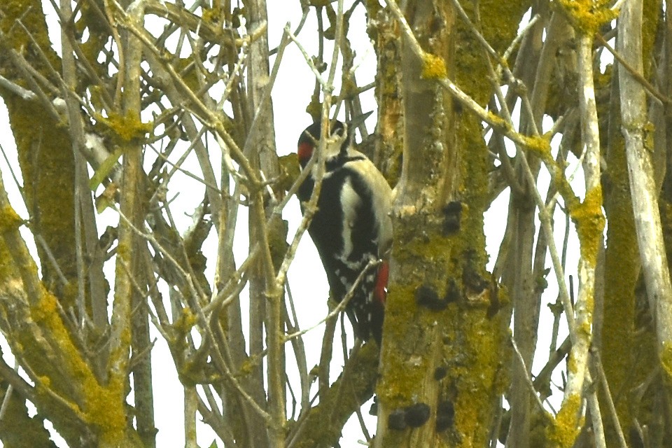 Pic épeiche - ML642869263
