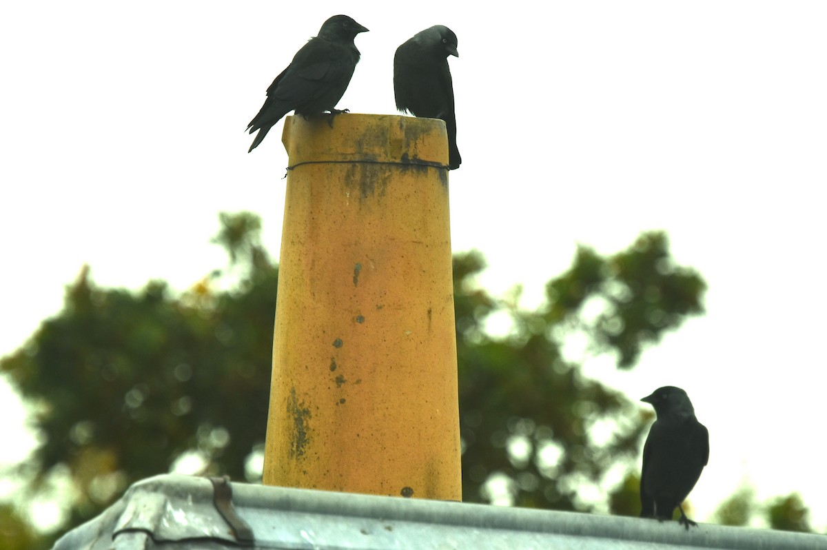 Eurasian Jackdaw - ML642869265