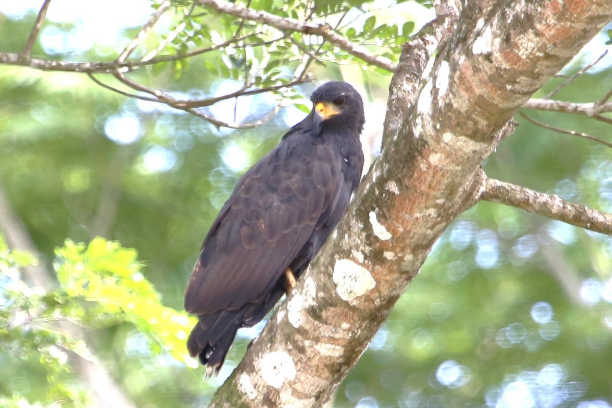 Common Black Hawk - ML642869267