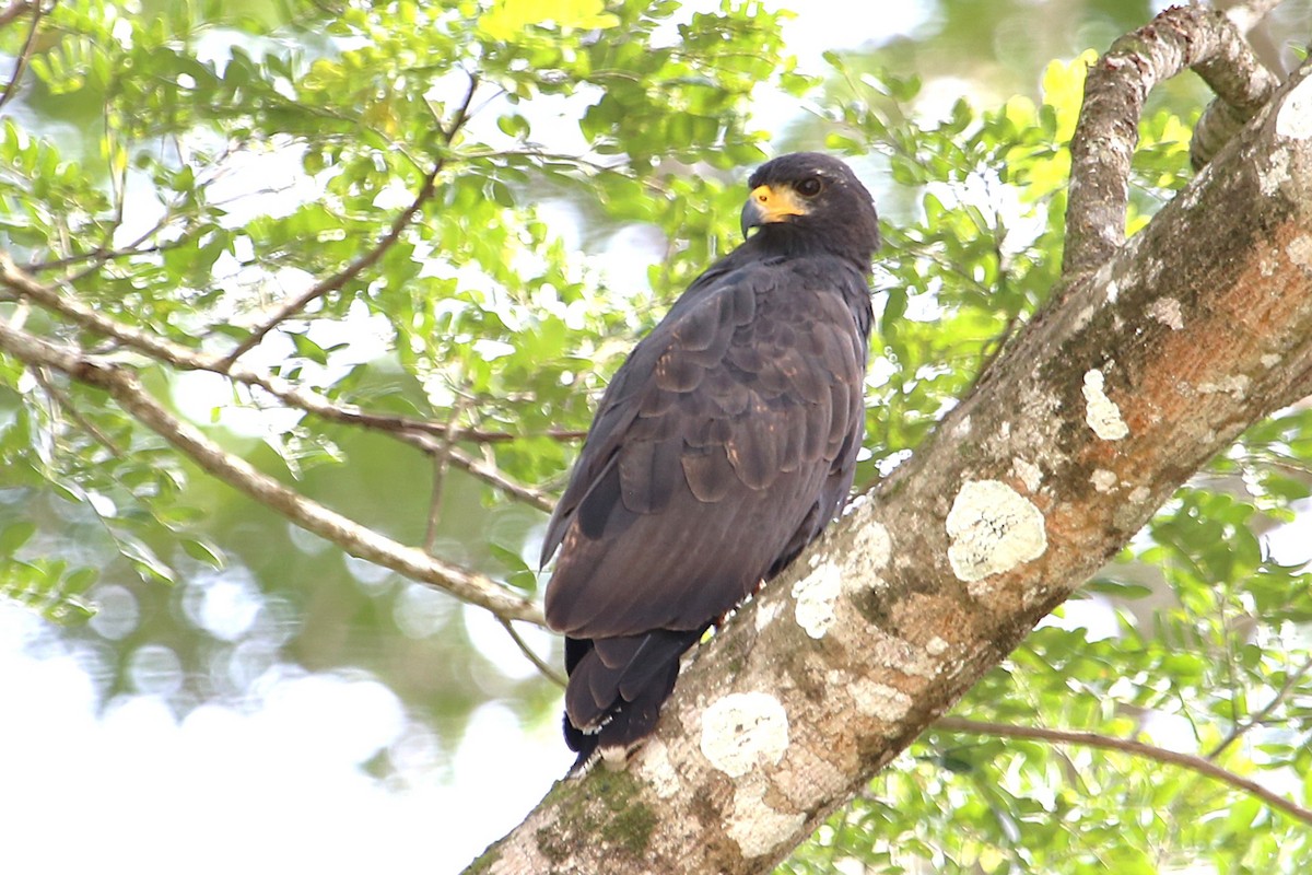 Common Black Hawk - ML642869268