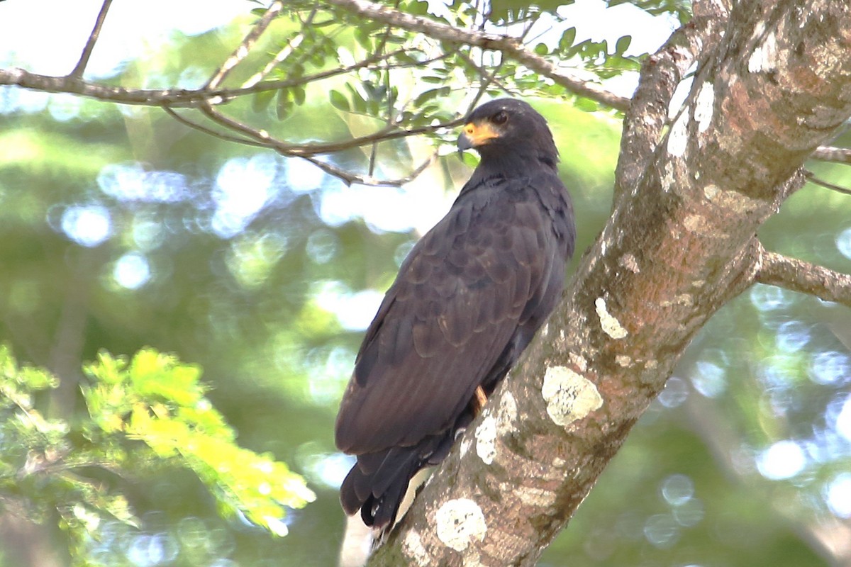 Common Black Hawk - ML642869269