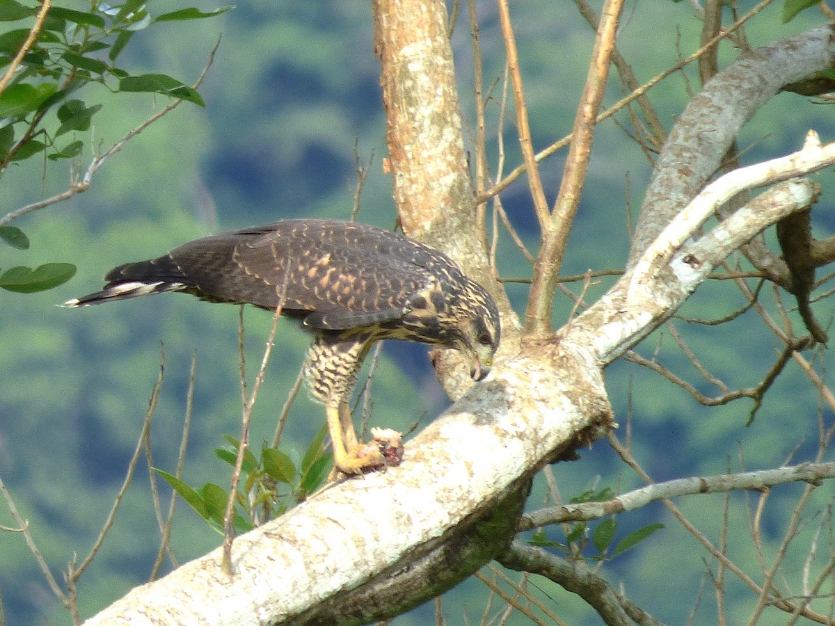 Common Black Hawk - ML642869270