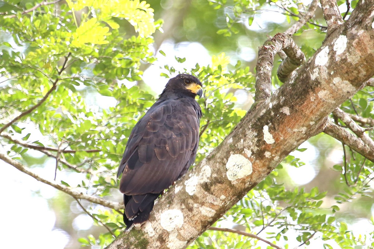 Common Black Hawk - ML642869271