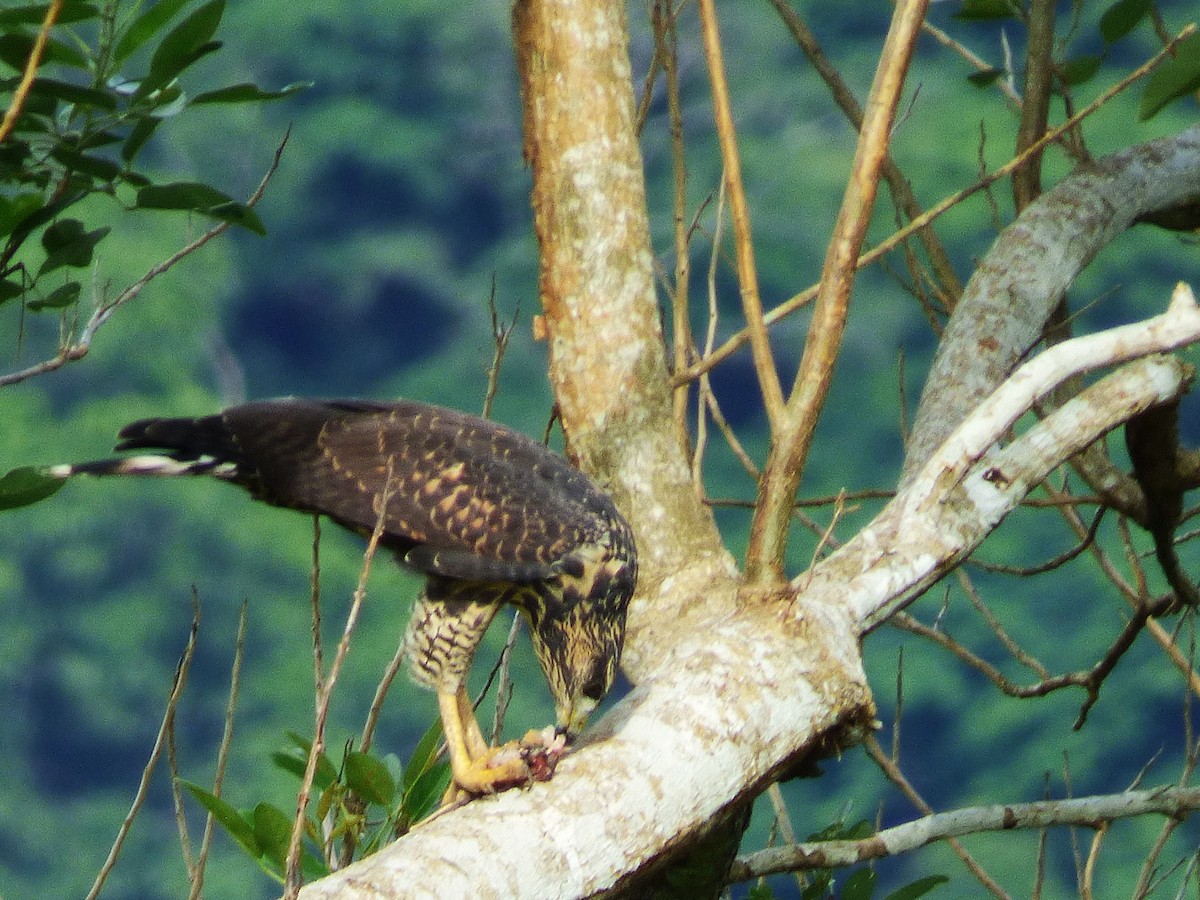 Common Black Hawk - ML642869272
