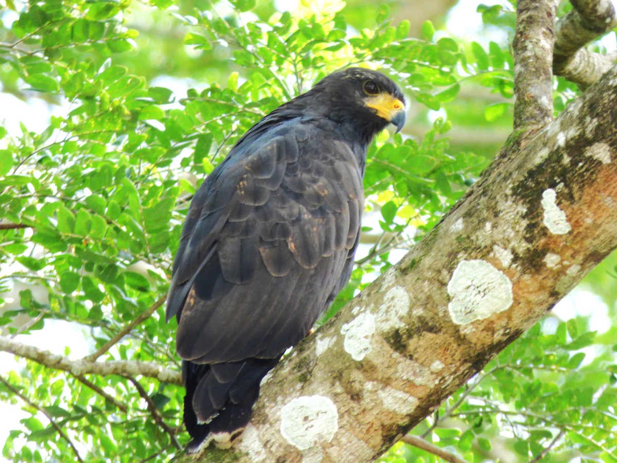 Common Black Hawk - ML642869273