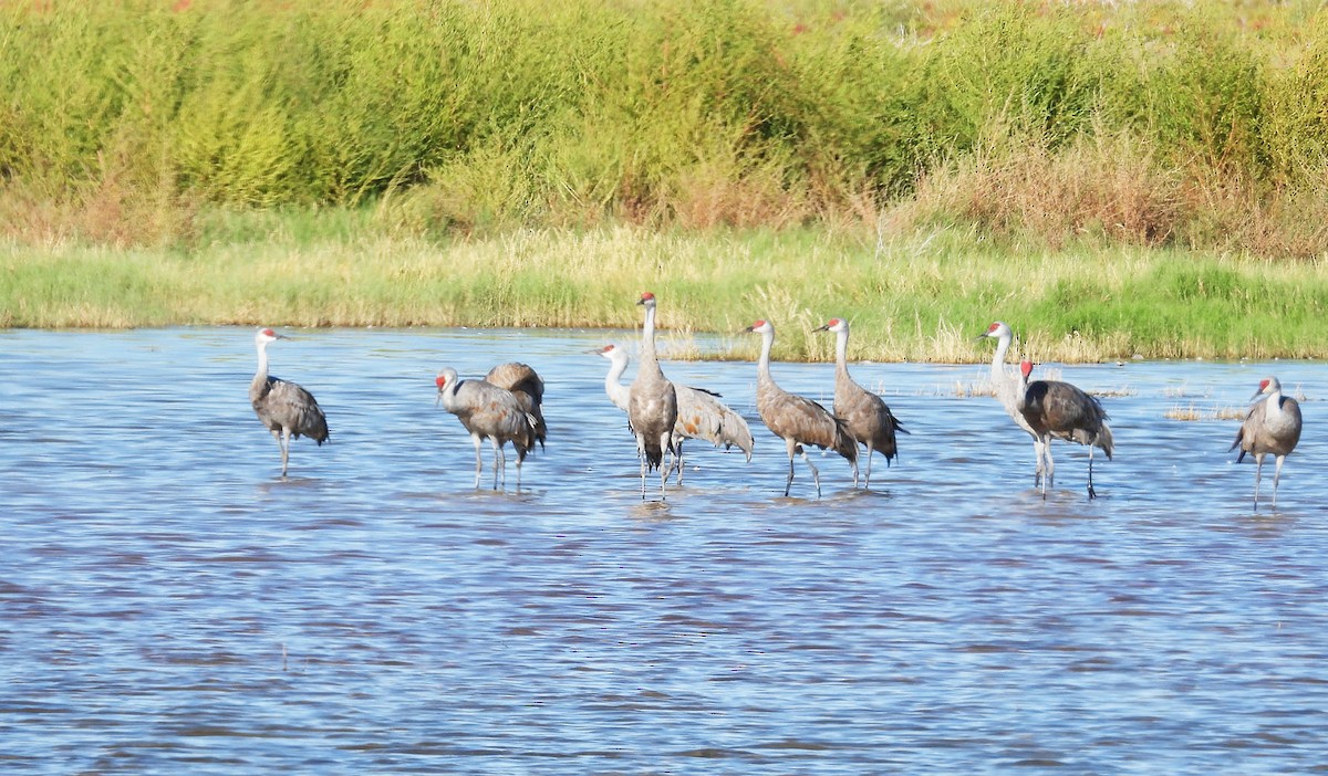 Sandhill Crane - ML642869277