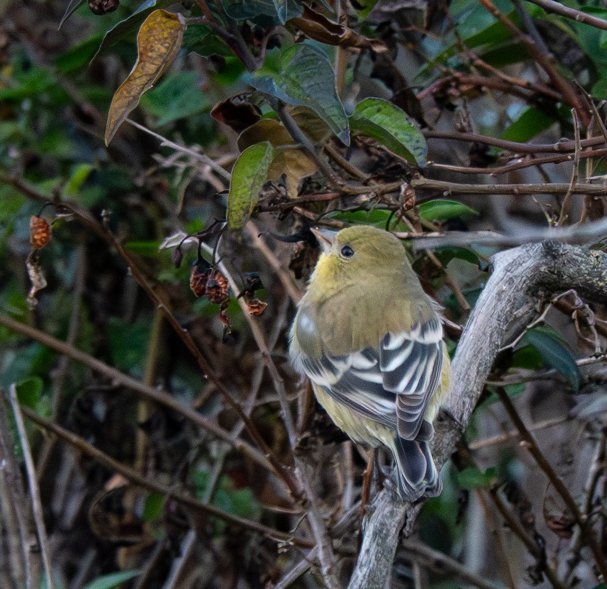 Lesser Goldfinch - ML642869283