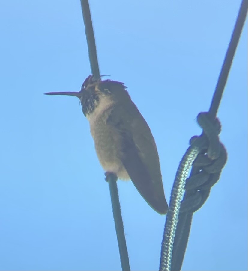 Colibri de Costa - ML642869295