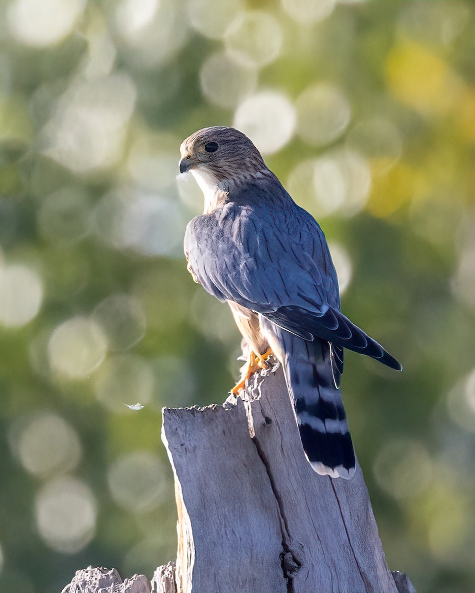 Merlin - ML642869304