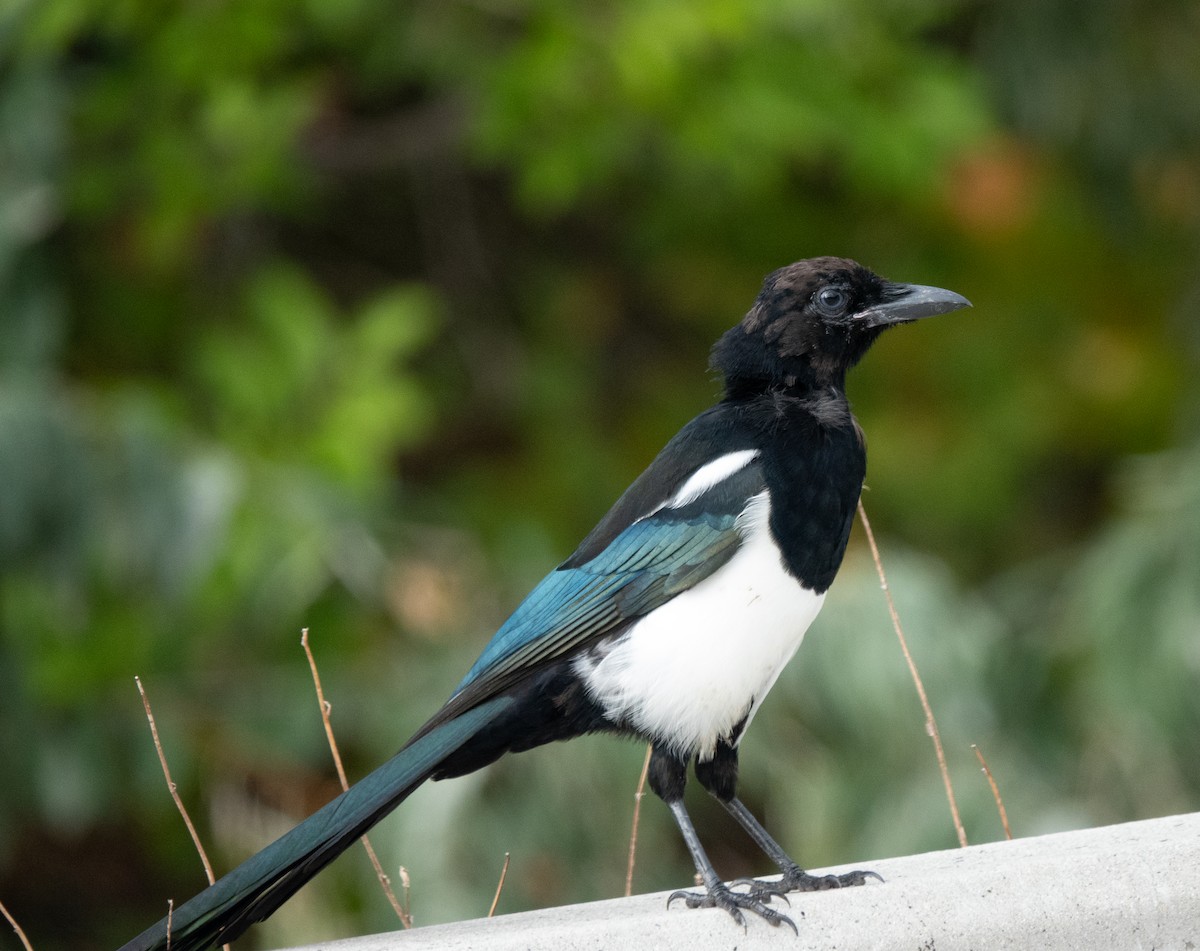 Black-billed Magpie - ML642869305