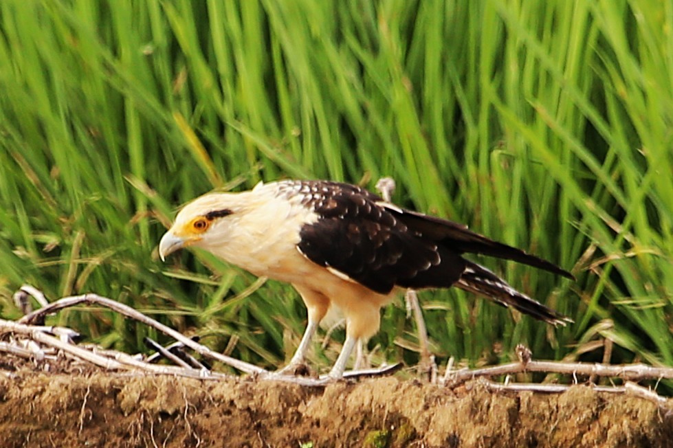 Yellow-headed Caracara - ML642869311