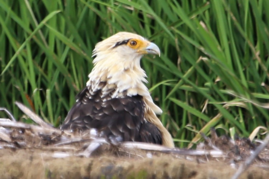 Yellow-headed Caracara - ML642869312