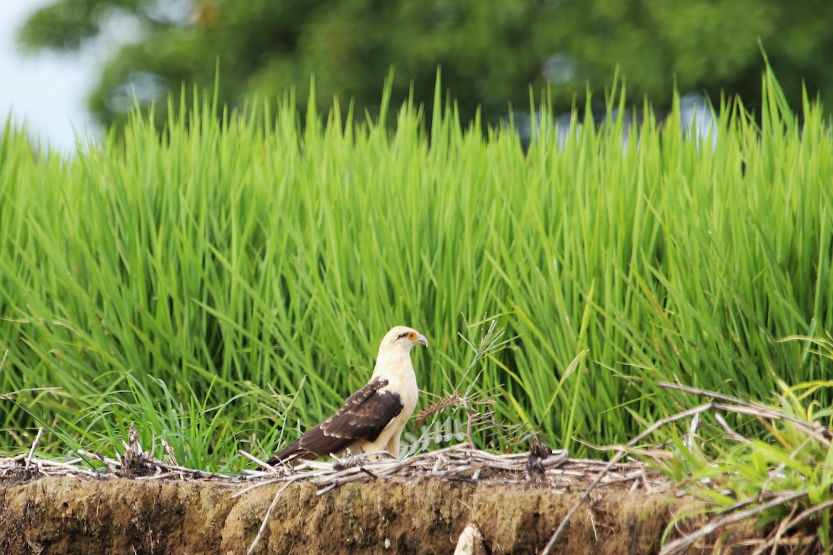 Yellow-headed Caracara - ML642869314