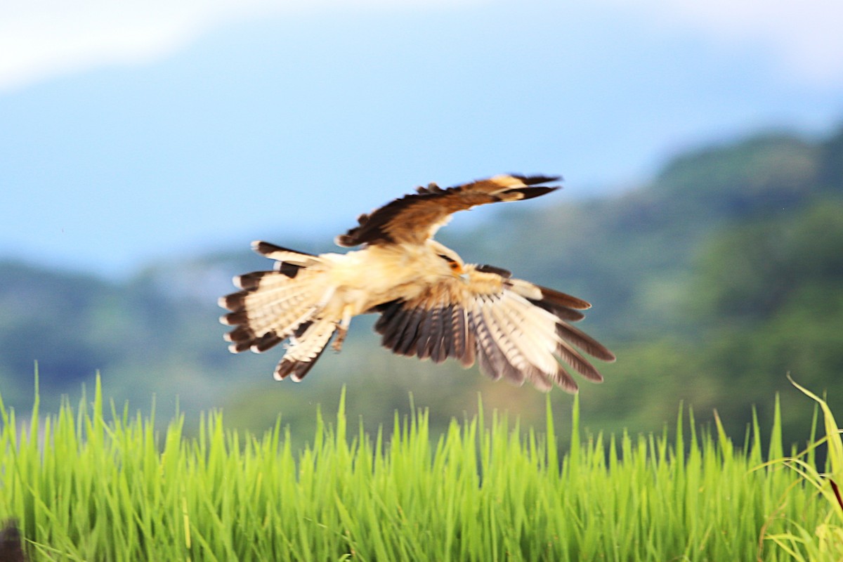 Yellow-headed Caracara - ML642869315