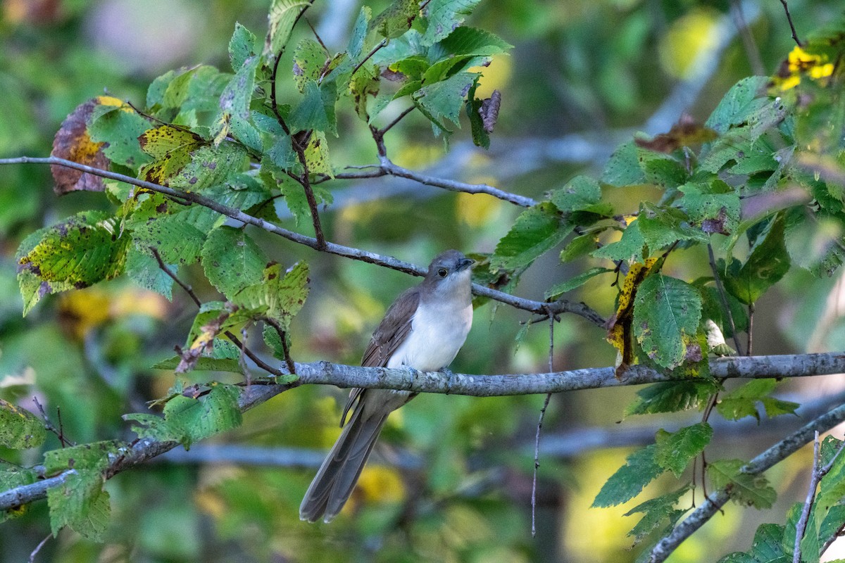 Yellow-billed/Black-billed Cuckoo - ML642869317