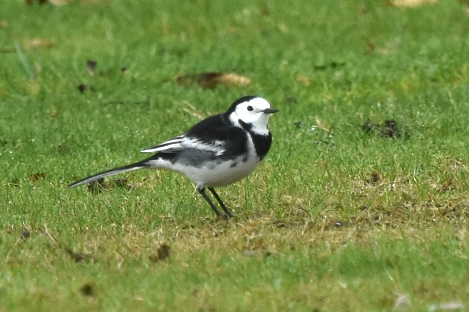 White Wagtail - ML642869318