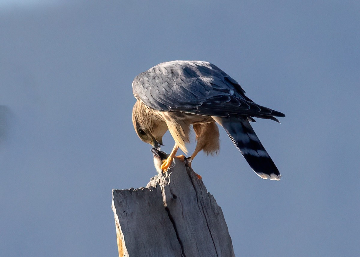 Merlin - ML642869320
