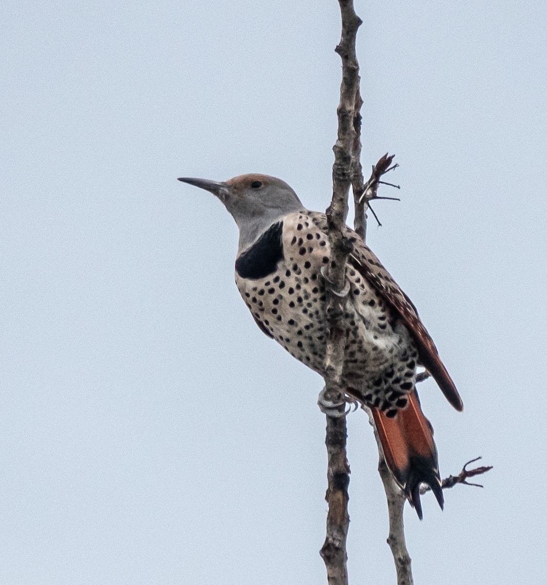 Northern Flicker - ML642869329