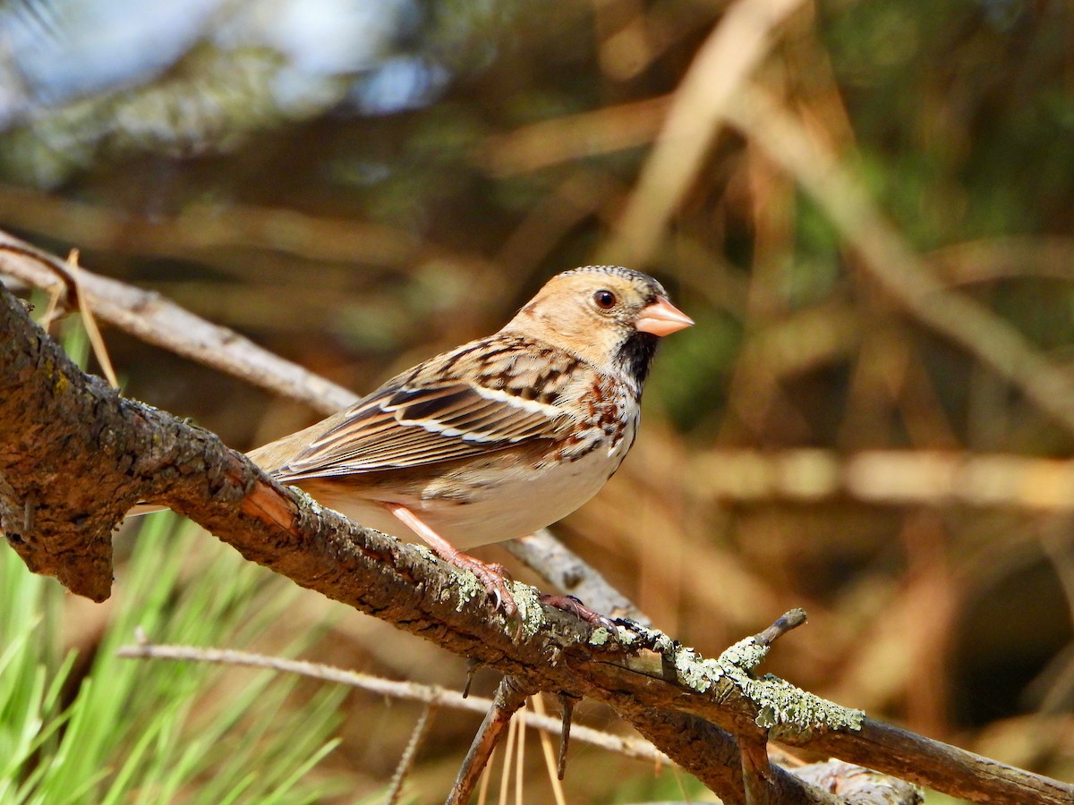 Harris's Sparrow - ML642869331