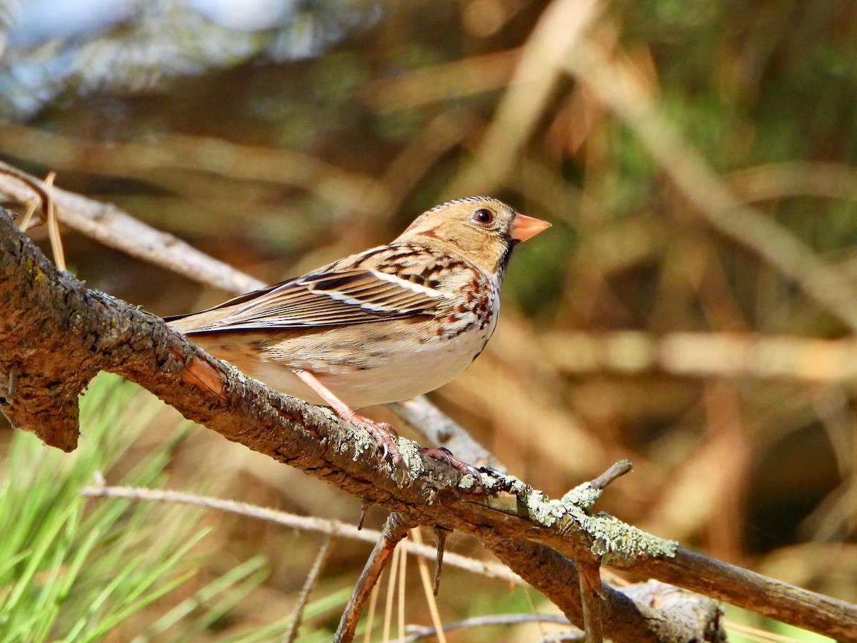 Harris's Sparrow - ML642869332