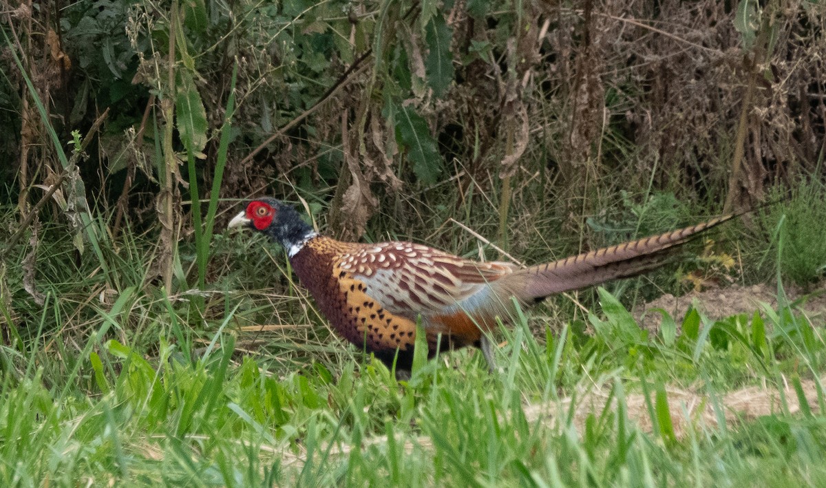Ring-necked Pheasant - ML642869334