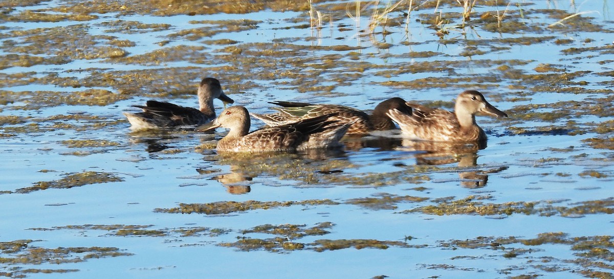 anatidé sp. (canard sp.) - ML642869341