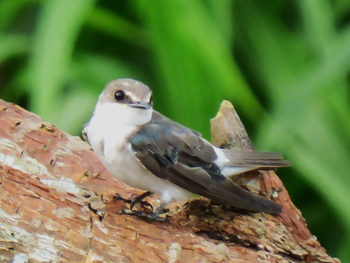 Mangrove Swallow - ML642869344