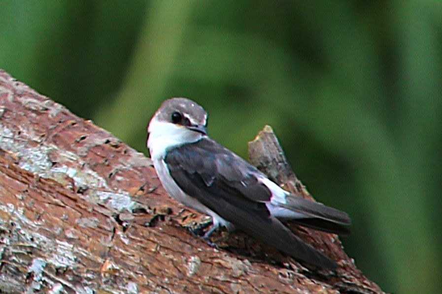 Mangrove Swallow - ML642869345