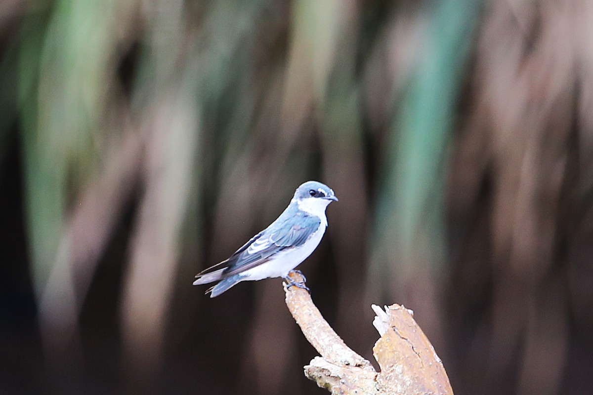 Mangrove Swallow - ML642869346