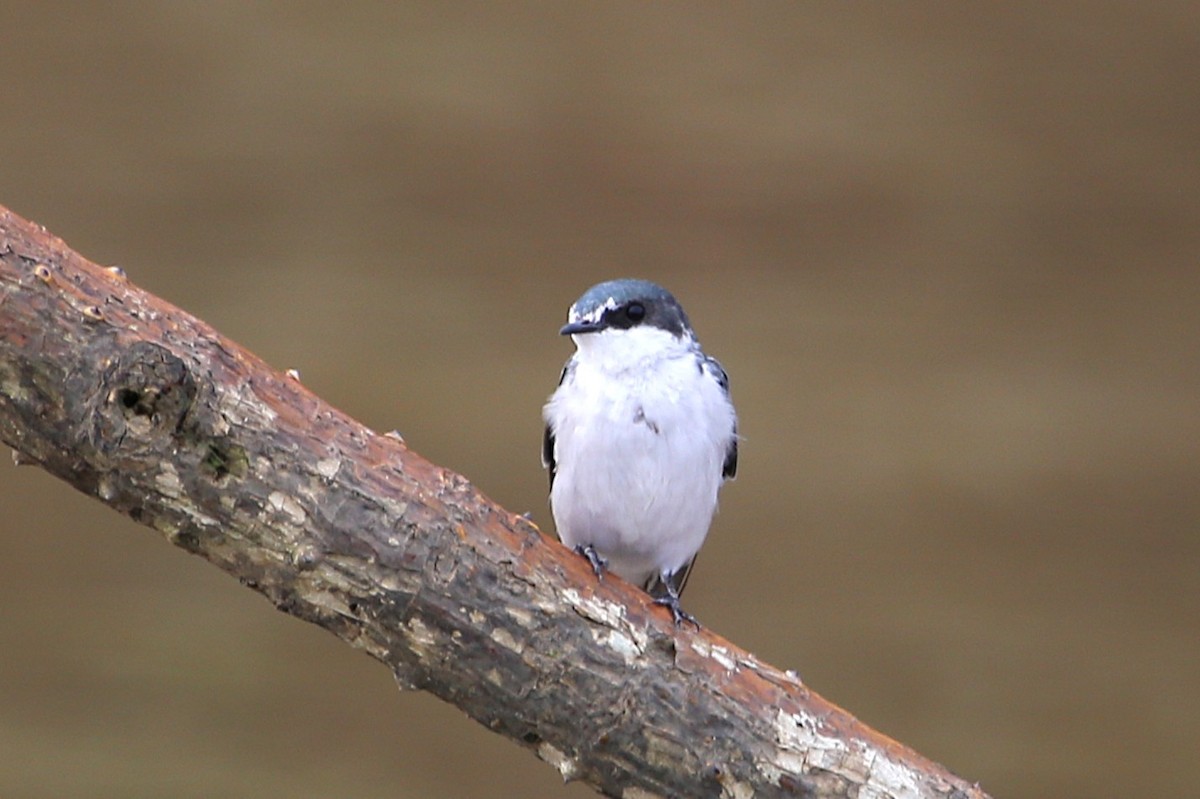 Mangrove Swallow - ML642869347