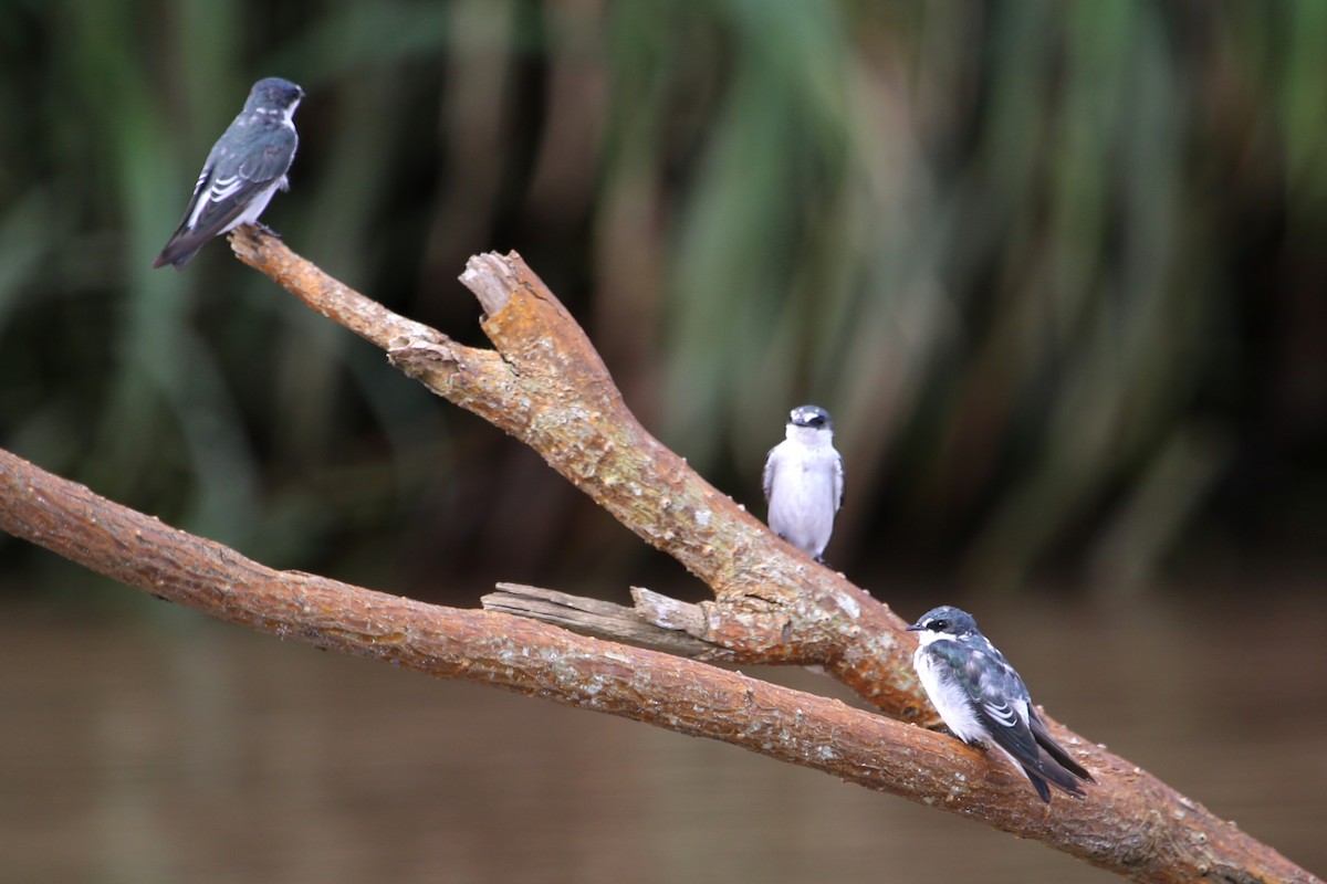 Mangrove Swallow - ML642869348