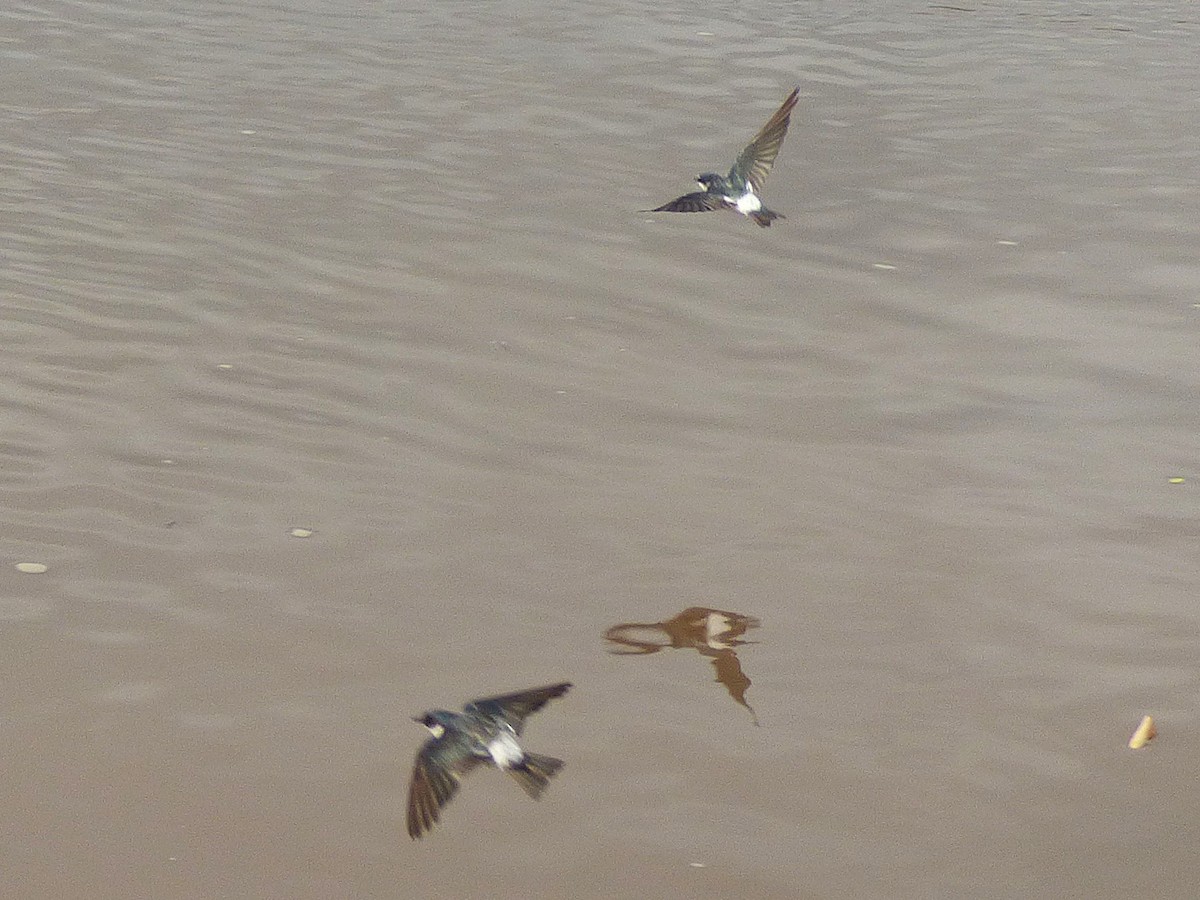 Mangrove Swallow - ML642869349