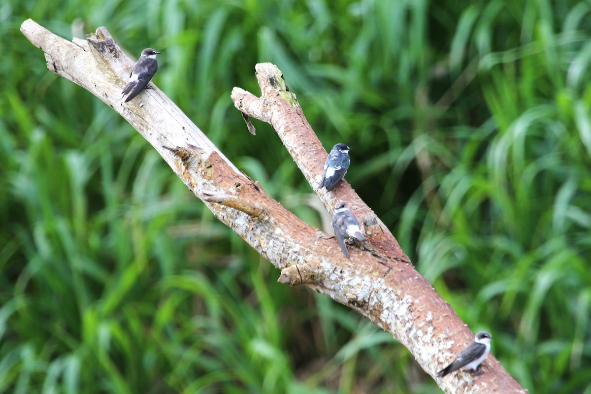 Mangrove Swallow - ML642869350