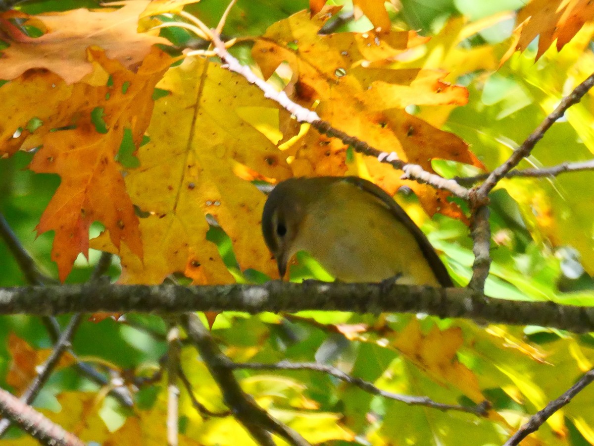 Philadelphia Vireo - ML642869353