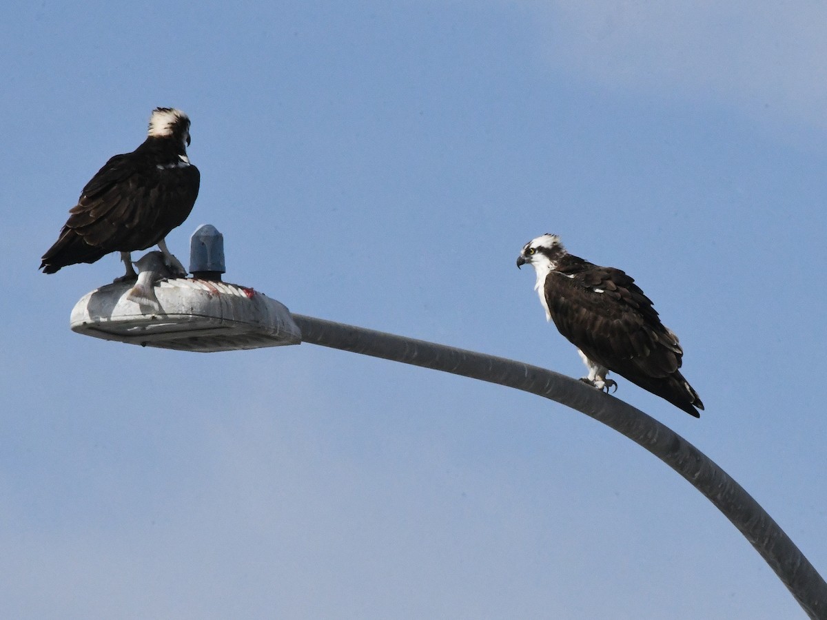 Osprey - ML642869354