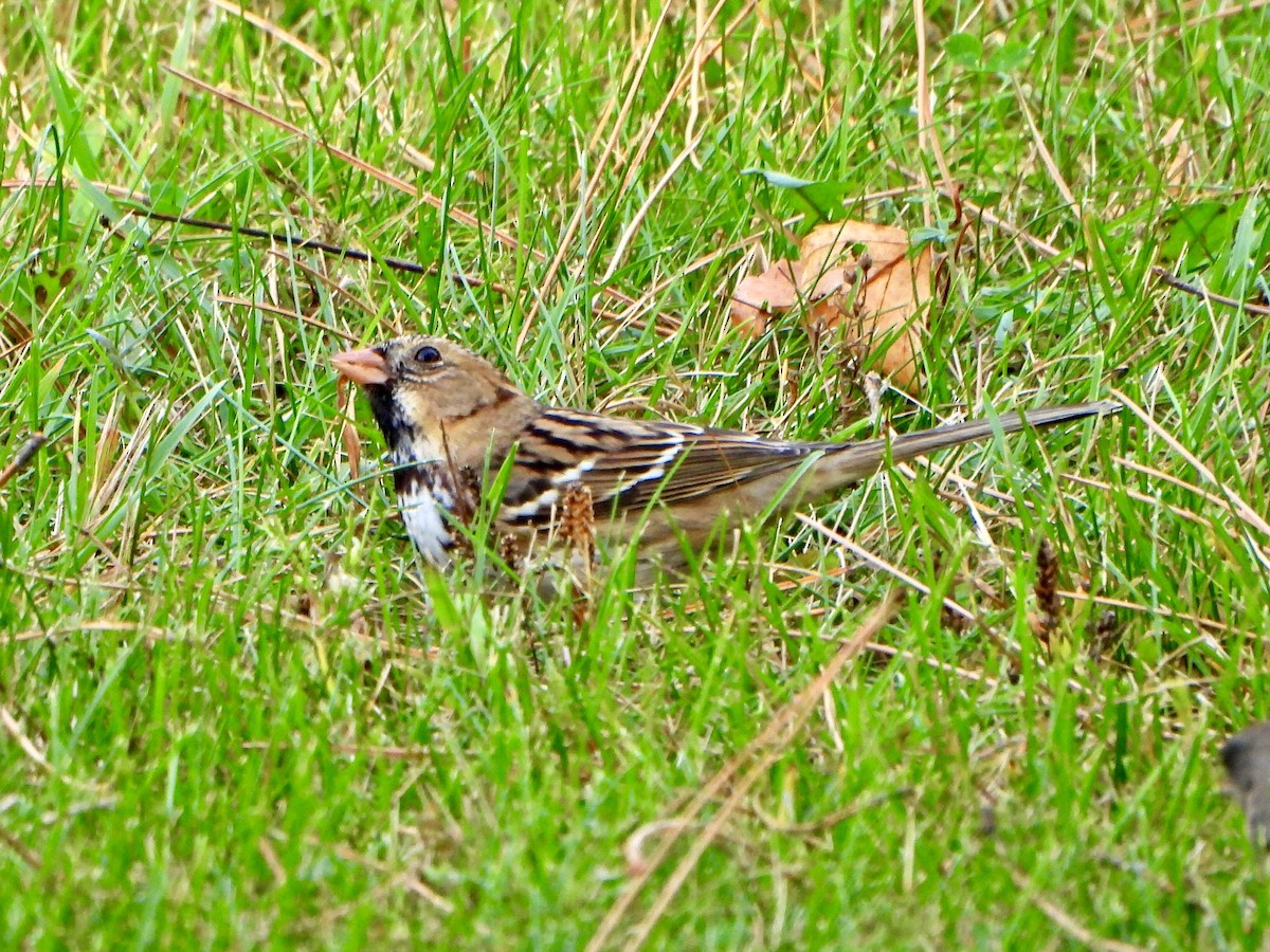 Harris's Sparrow - ML642869358