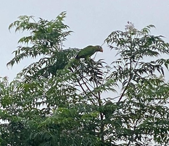 Yellow-billed Amazon - ML642869365