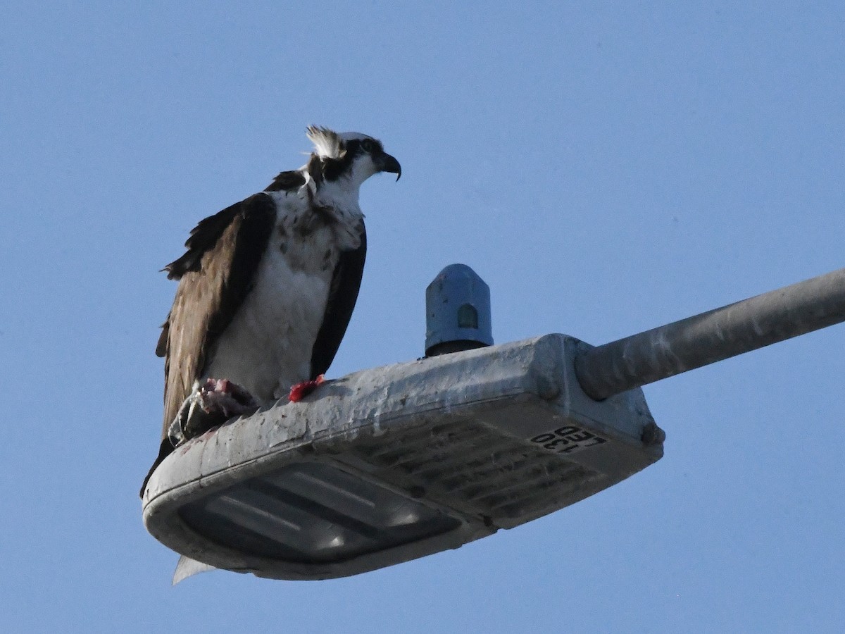 Osprey - ML642869367