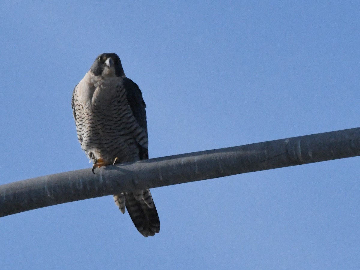 Peregrine Falcon - ML642869368