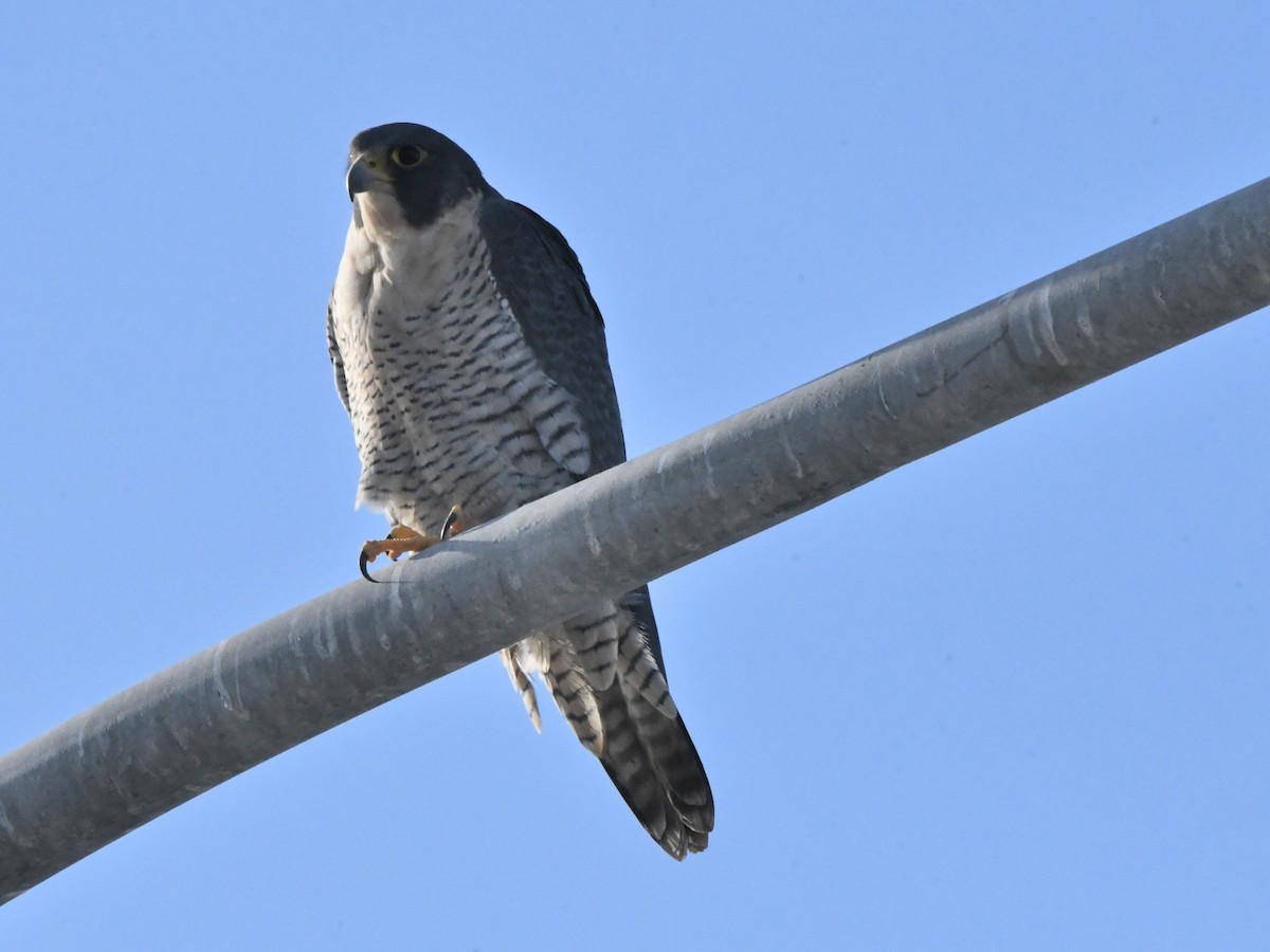 Peregrine Falcon - ML642869369