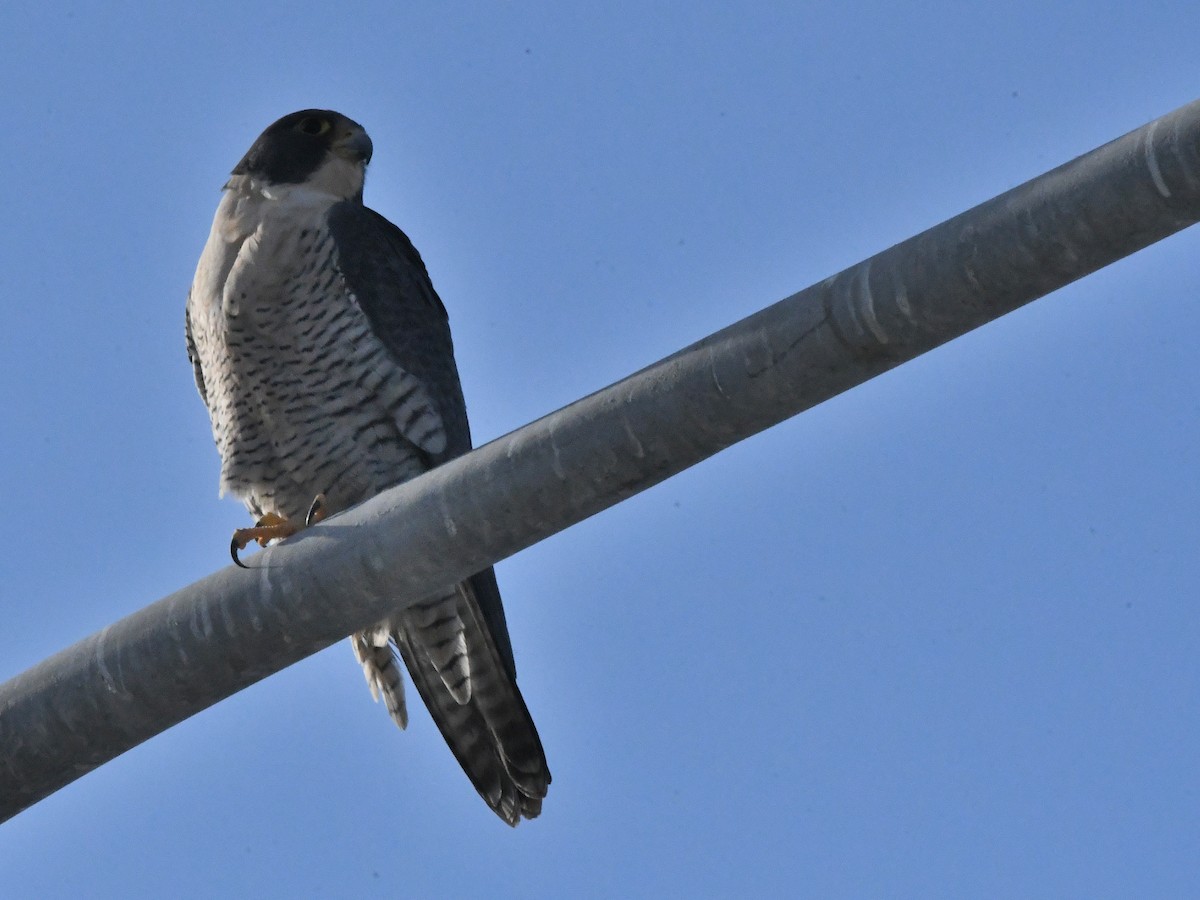 Peregrine Falcon - ML642869370