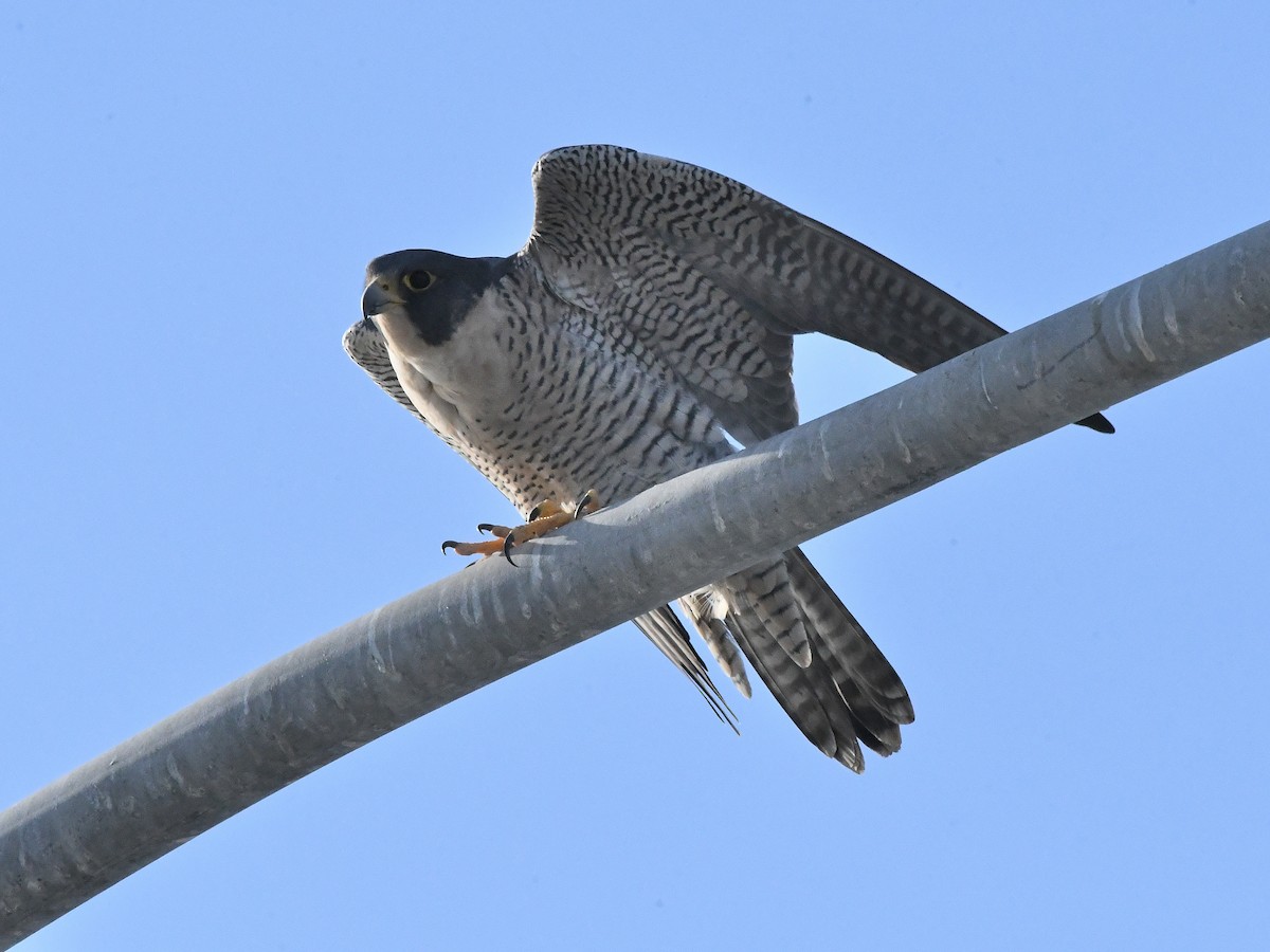 Peregrine Falcon - ML642869371