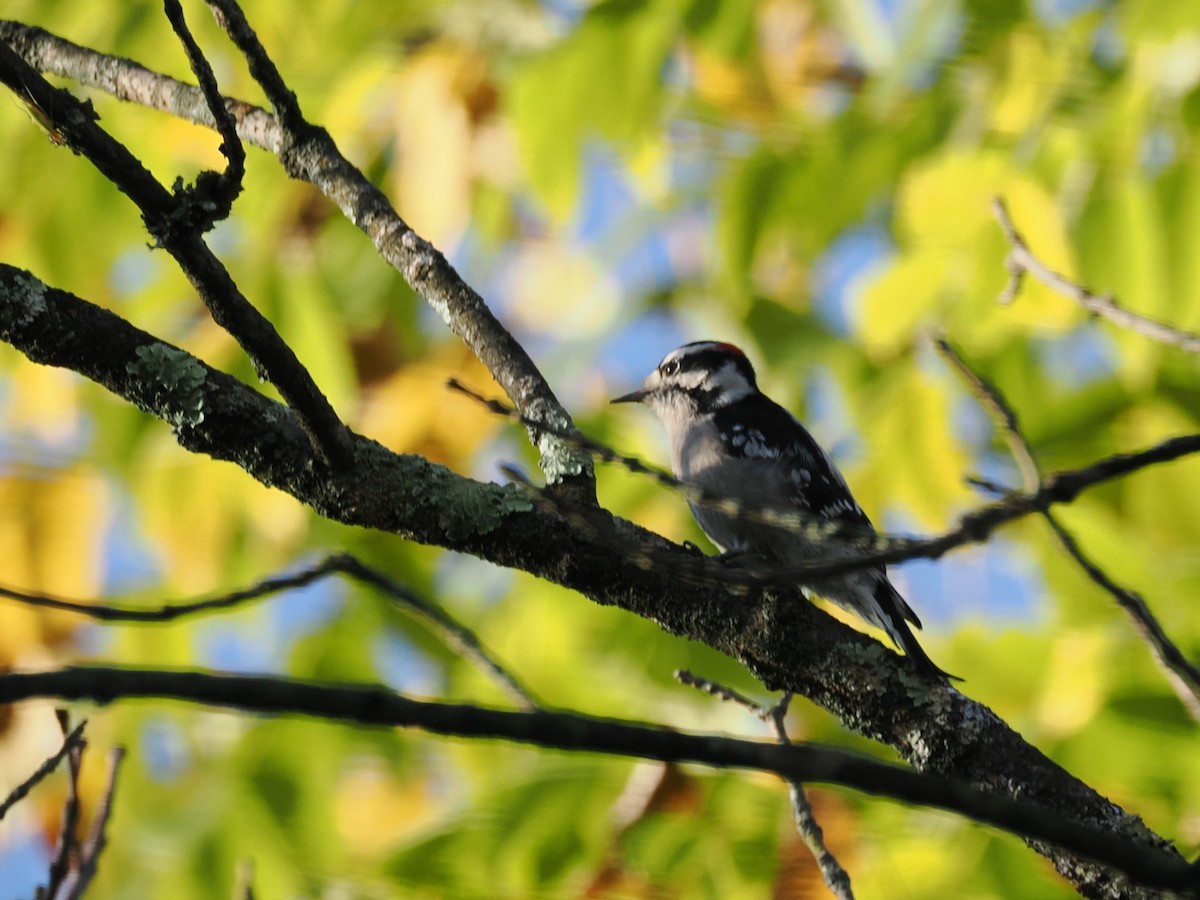 Downy Woodpecker - ML642869375