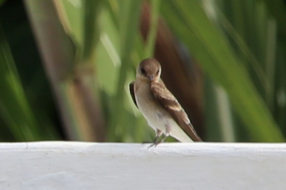 Northern Rough-winged Swallow - ML642869376
