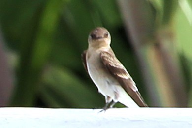 Northern Rough-winged Swallow - ML642869377
