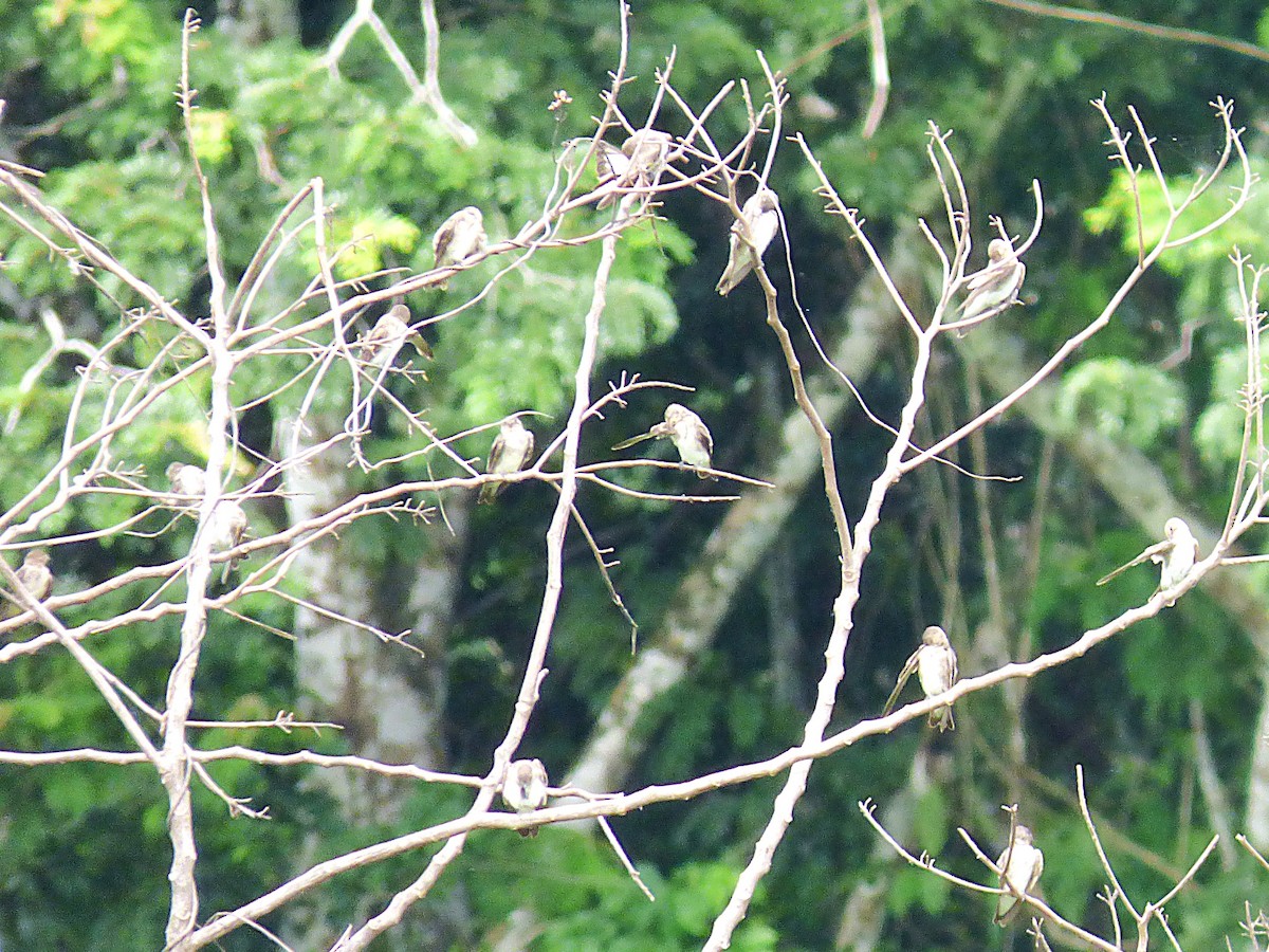 Northern Rough-winged Swallow - ML642869378
