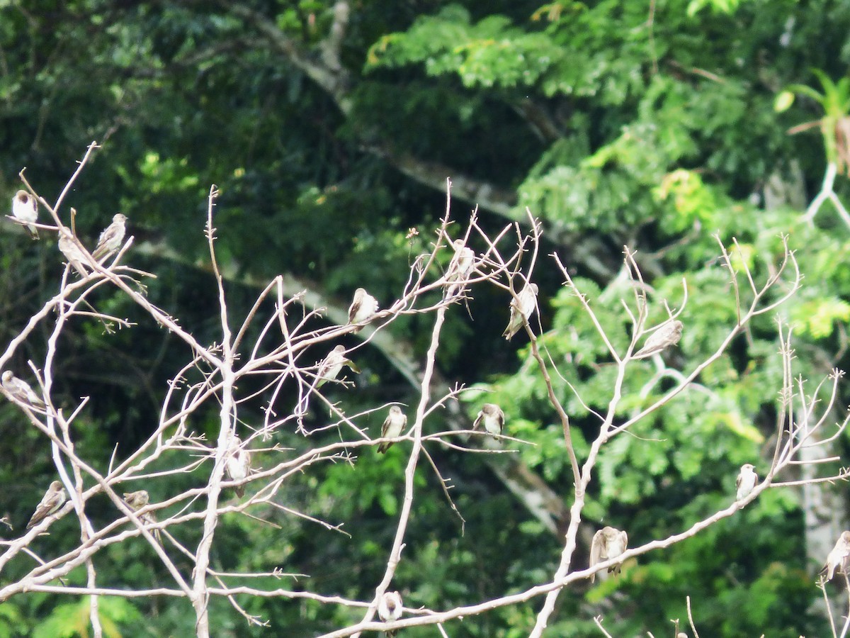 Northern Rough-winged Swallow - ML642869379